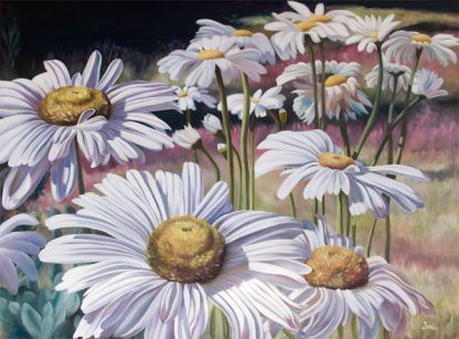 Field of Daisies